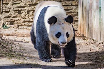 giant panda (Ailuropoda melanoleuca) © Alberto Giron 