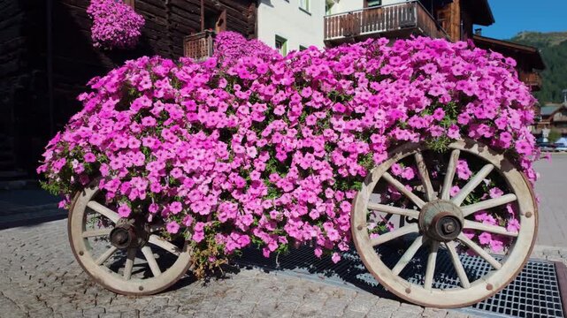 Rustic wooden flower cart overflowing with bright pink petunias beside a cobblestone street in an alpine village of Livigno, Italy, with old balconies and mountain architecture in the background.