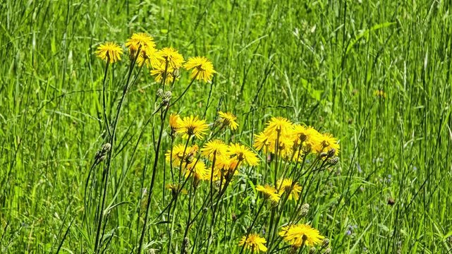 Bright yellow hawkweed flowers blooming in a lush green meadow gently swaying in a light breeze