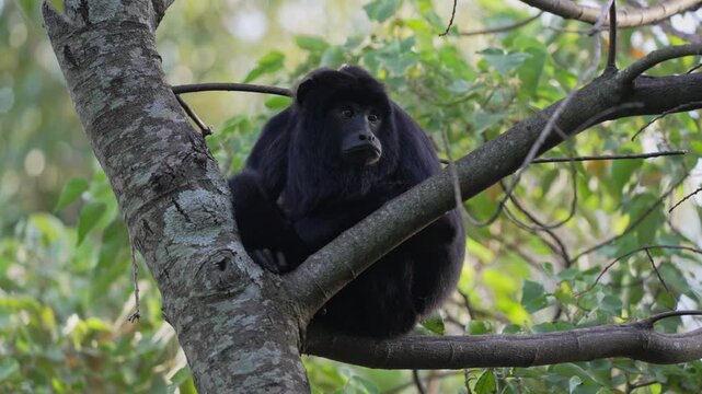 Adult male black howler monkey sits quietly on a thick tree branch surrounded by green foliage, with only slight movements and head turns in the forest canopy.