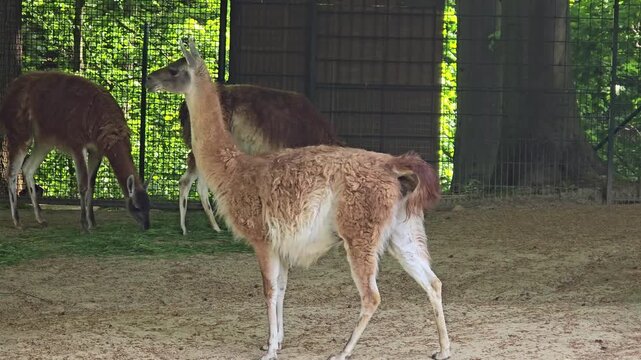 Guanaco lifting its head to call before walking among the herd in a zoo enclosure
