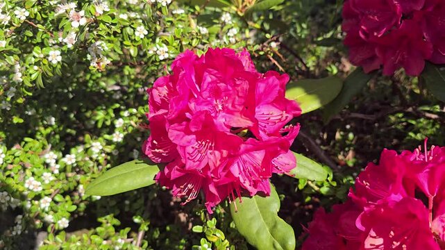 Vibrant pink rhododendron flowers blooming in a lush green garden on a sunny day