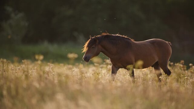 Majestic free-ranging Konik stallion roams in meadow of reserve at golden hour