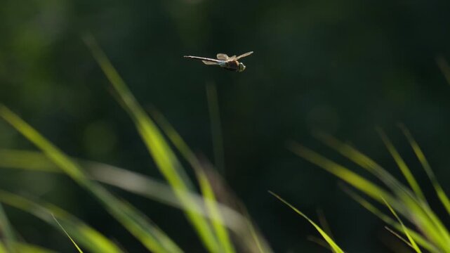 Emperor dragonfly flies above long green grasses against a dark blurred natural background, macro details of wings flapping and balancing wind currents