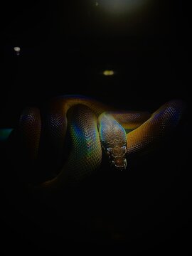 White-lipped Python - Leiopython albertisii
