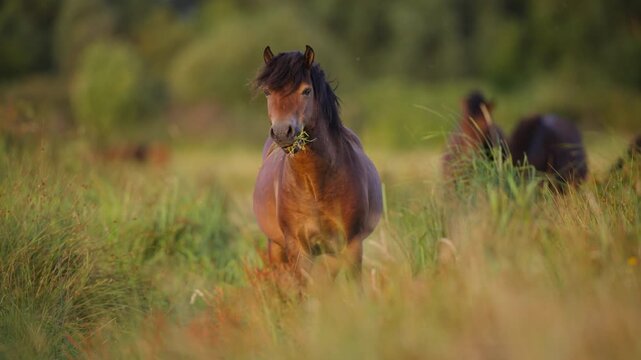 Handsome Konik stallion (Eurasian wild horse) grazing in meadow, frontal