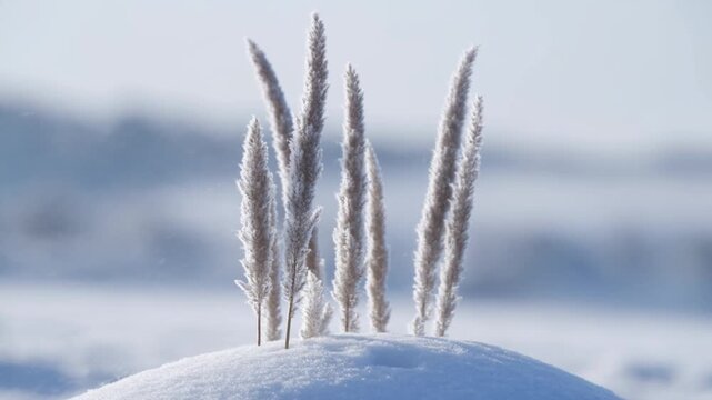 Frostcovered ornamental grasses stand on a snowy hill beneath a cloudy winter sky