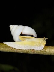Snail crawling on a stick © Aim