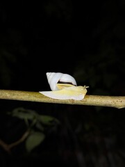 Snail on a stick © Aim