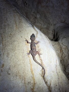 Cyrtodactylus Sumonthai