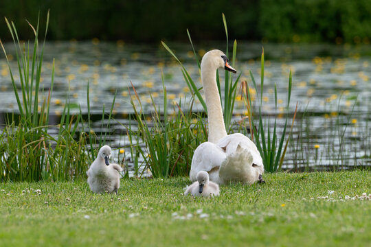Mute swans (cygnus olor) - pen swan with her cygnets resting on green grass