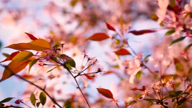 Delicate blossoms emerge on tree branches, painted with soft morning light, creating a serene and vibrant spring tableau in nature's embrace