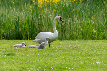 Obraz premium Mute swans (cygnus olor) - pen swan with her cygnets resting on green grass