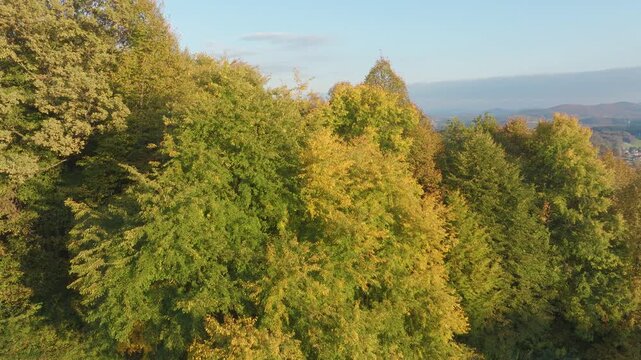 AERIAL: Sunlit autumn forest with tall mixed treetops glowing in green and yellow tones as leaves started to color in fall season. Peaceful hilly landscape with signs of seasonal change in late summer