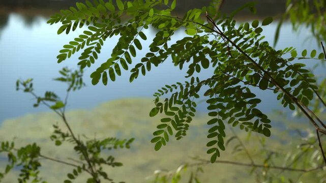 Green branches of a black locust tree silhouetted against a soft blue river background. Robinia pseudoacacia foliage, botanical nature, rural landscape and summer background. 4K.