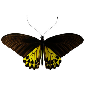 Butterfly Troides Helena 3d Illustration