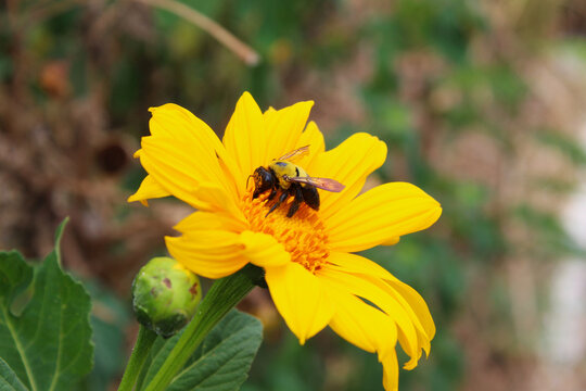 Carpenter bee collecting pollen on a yellow Mexican sunflower