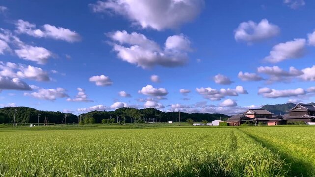 4K Timelapse: Reverse Clouds Over Rice Field | Time Rewind Edition