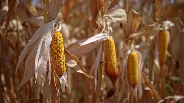 Close-up of ripe golden corn cobs growing among dry brown maize leaves in a field. Mature cereal crop, agricultural harvest, food production and seasonal farming landscape. 4K.