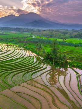 the beauty of the foggy morning panorama with sunrise and rice fields in Bengkulu, indonesia, asia