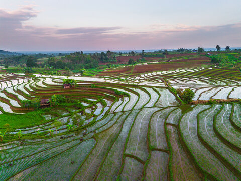 the beauty of the foggy morning panorama with sunrise and rice fields in Bengkulu, indonesia, asia