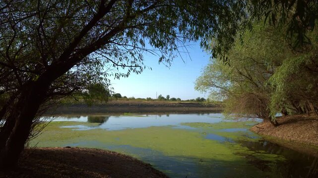 Scenic landscape view of a calm Tamis river and green duckweed framed by leafy trees under a clear blue sky. 4K.