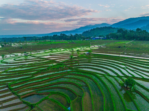 the beauty of the foggy morning panorama with sunrise and rice fields in Bengkulu, indonesia, asia