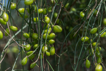 Close-up image of Retama monosperma branches and fruits growing in the coastal dunes of Bolonia Beach, Tarifa, Cadiz, Spain, showing Mediterranean dune vegetation © ihervas