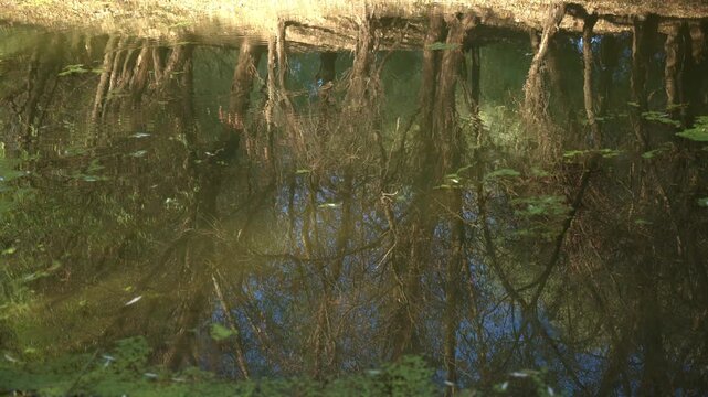 Upside-down mirror reflection of tree roots and tangled branches on the shimmering surface of calm river water. 4K.