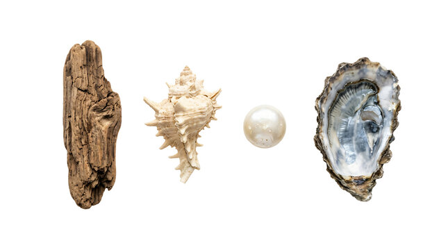 Seashells driftwood and white pearl isolated on transparent background