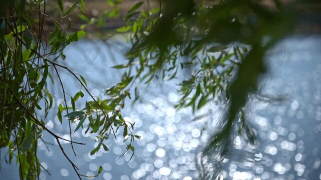 Close-up shot of weeping willow leaves hanging from branches and swaying in summer breeze in the foreground over sparkling blue water with soft, sunlit bokeh reflections. 4K.