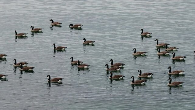 Canada Geese Scattered Across Rippling Water