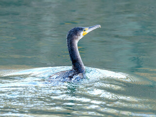 Kormoran zwyczajny (Phalacrocorax carbo) płynący w naturalnym zbiorniku. Zbliżenie na profil. Zdjęcie symbolizuje potrzebę ochrony czystości wód i naturalnych rzek w Polsce. © Henryk Niestrój