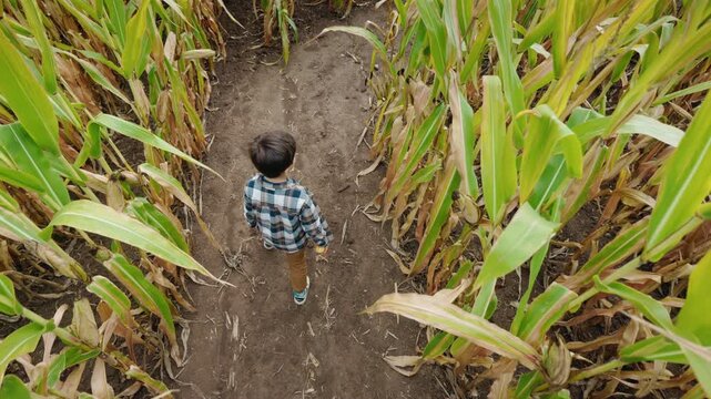 Overhead View of Asian Boy Walking Through Corn Maze