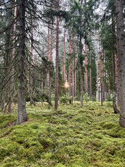 Sunlight breaking through tall pine trees in dense green Scandinavian forest with moss ground. Scenic northern nature landscape on sunny morning in Latvia. © Jekaterina