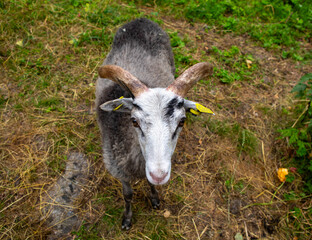 goat on the meadow © Hammerin Foto