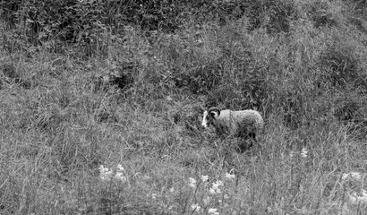 sheep in the meadow © Hammerin Foto