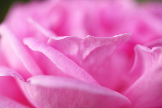 Macro shot of artistic pastel pink blooming rose petals