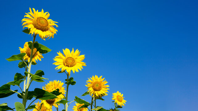 Sunflower field with cloudy blue sky