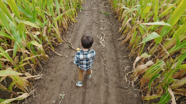 Asian Boy Walking Away Through Corn Maze From Above