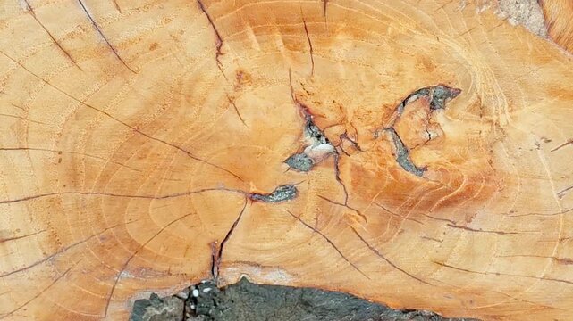 A close-up cross-section of a log with a golden wood surface, featuring visible annual growth rings expanding in circular patterns from the center, with natural radial cracks.