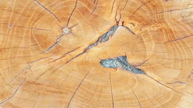 A close-up cross-section of a log with a golden wood surface, featuring visible annual growth rings expanding in circular patterns from the center, with natural radial cracks.