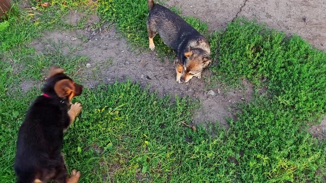 Video of two dogs playing and gently biting each other, including German Shepherd puppy and small mixed breed dog, on sandy yard near green grass patches and wooden doghouse.