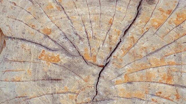 A cross-section of an old tree trunk showing circular growth rings radiating from the center, with radial cracks extending outward.