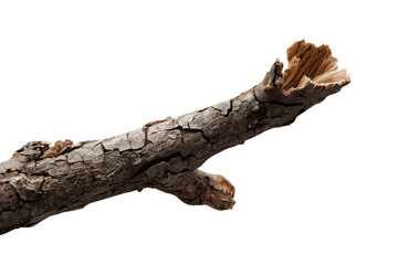 Fototapeta premium Broken dry tree branch with rough cracked bark