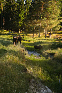 Moose by Small Stream on Green Forest Slope in Sunlight