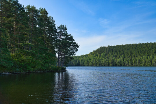 Idyll at the Forested Lake Shore in Scandinavian Nature