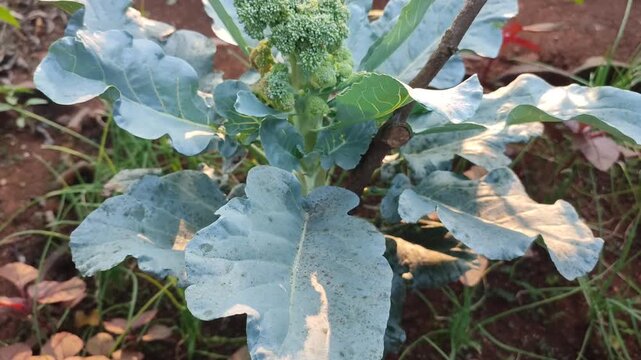 brasccia plant with flower