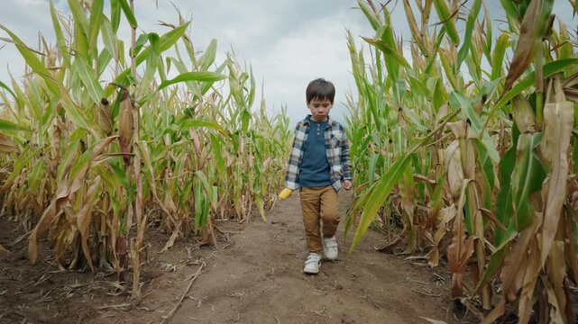 Asian Boy Carrying Ear of Corn Along Corn Maze Path