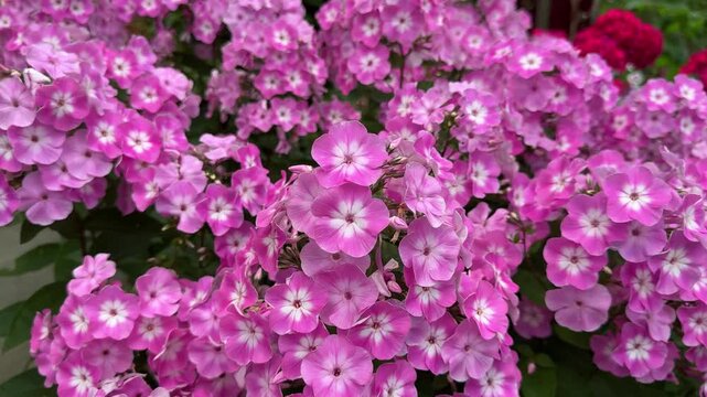 Pink phlox flowers blooming densely in a summer garden, ornamental perennial, cottage garden, pollinator friendly planting, landscaping, seasonal floral display.